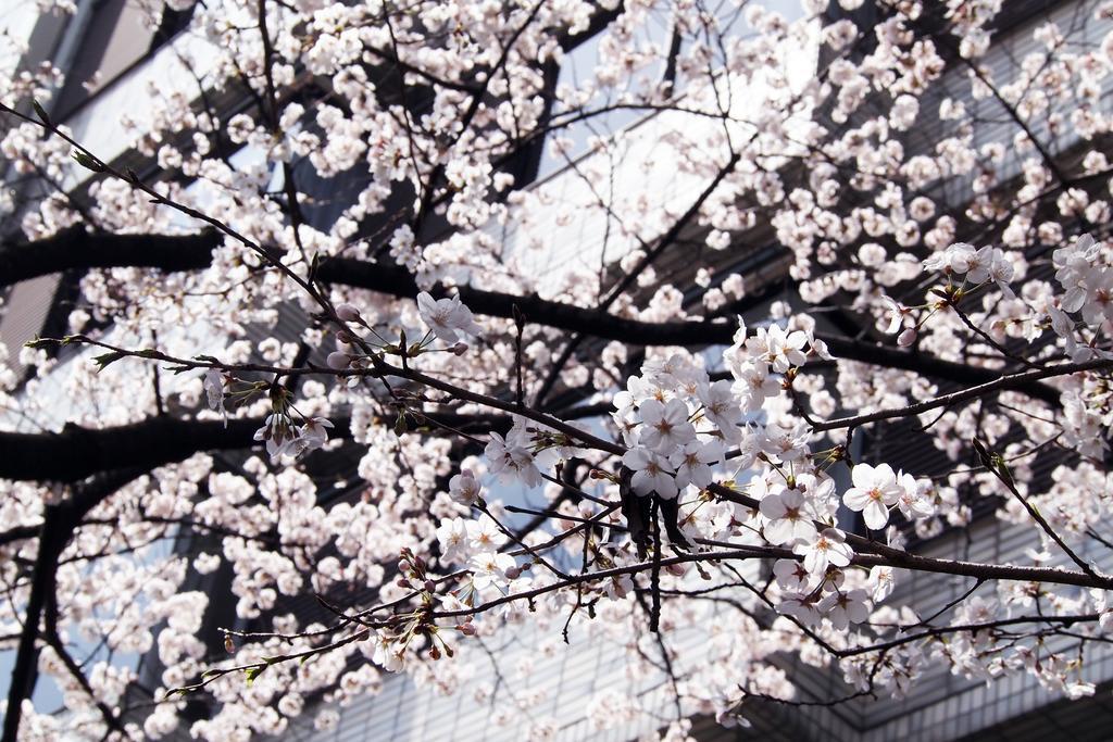 Bijuu Hotell Kyoto Exteriör bild